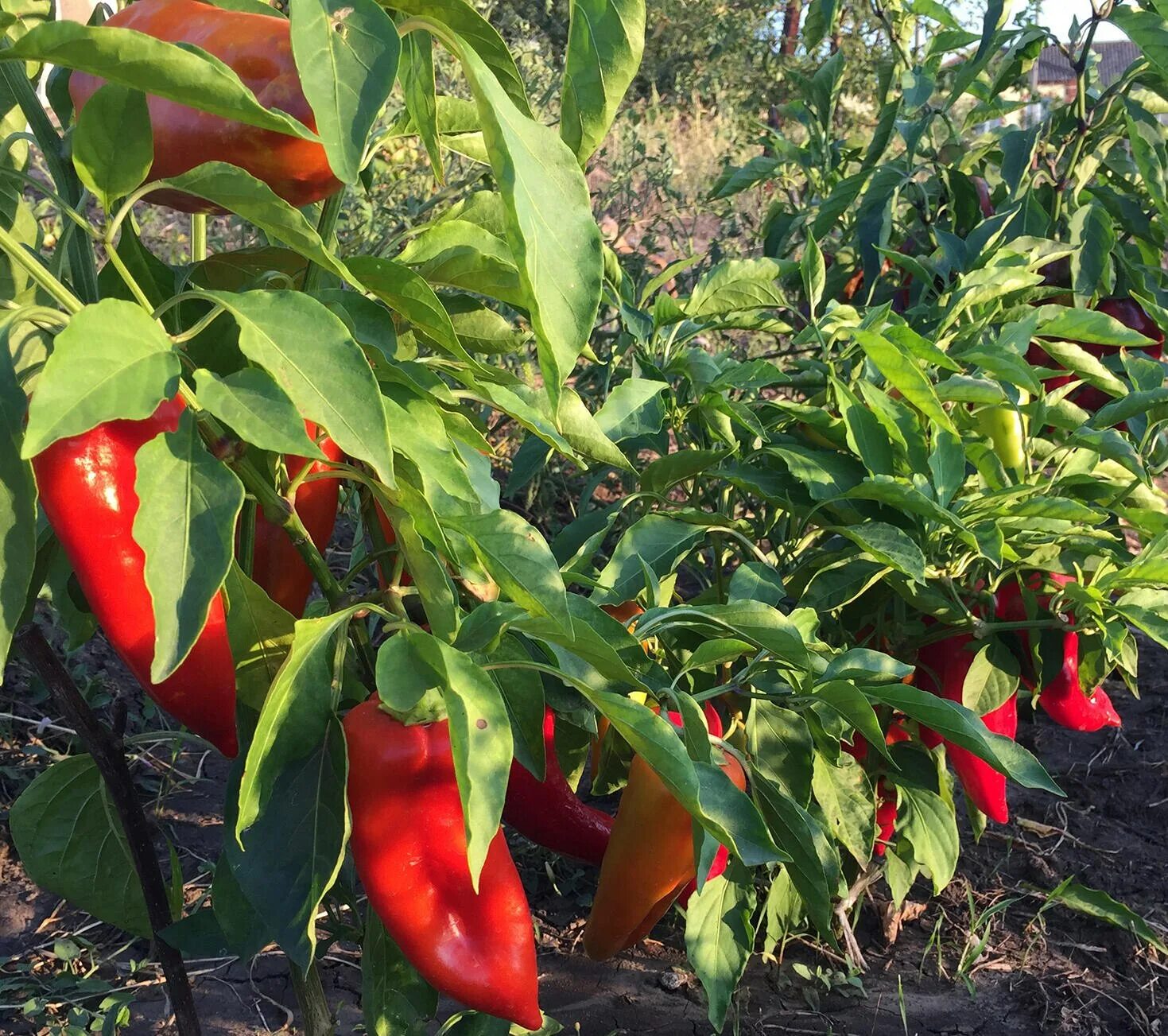 Перец сладкий форвард f1. Болгарские перцы тепличные. Перец оранжевое чудо куст. Перец сорт манго. Перец калифорния.