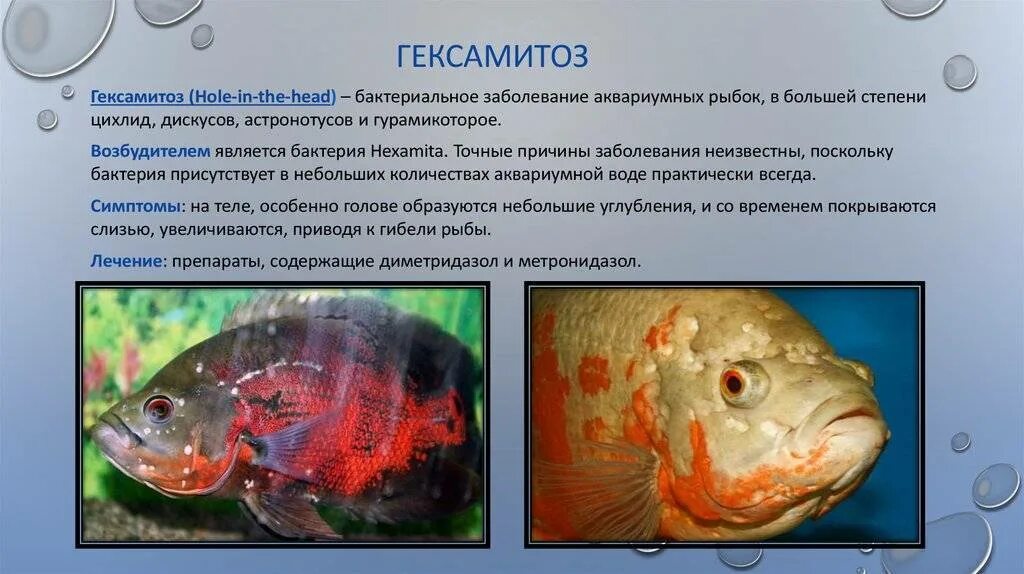 Болезни аквариумных рыб (таблицы и фото) (Болезни аквариумных рыбок)
