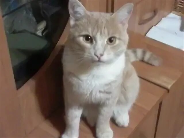 Кот сережа