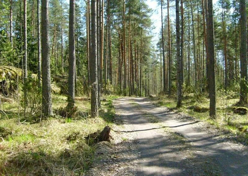 Погода в кузнечном ленинградской на неделю. Поселок кузнечное Приозерский район. Ленинградская область, Приозерский район, пос. кузнечное. Кузнечное Ленинградской области Приозерского района. Озеро кузнечное Приозерский район.