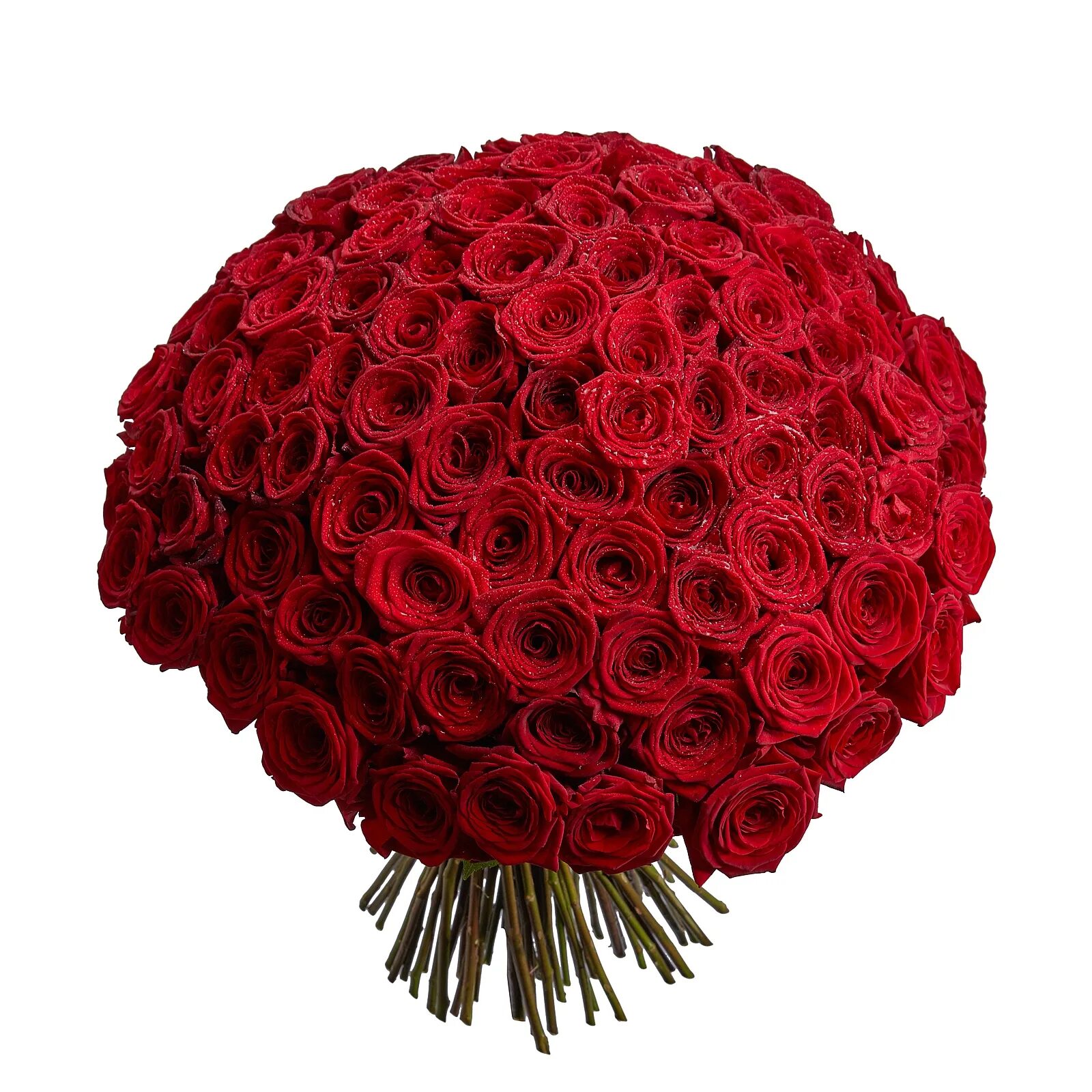 цветы 101. букет из красных роз (101роза). шикарный букет из роз. апаз. цветы 101.