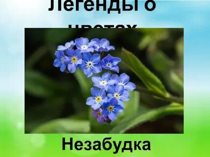Легенда о незабудке