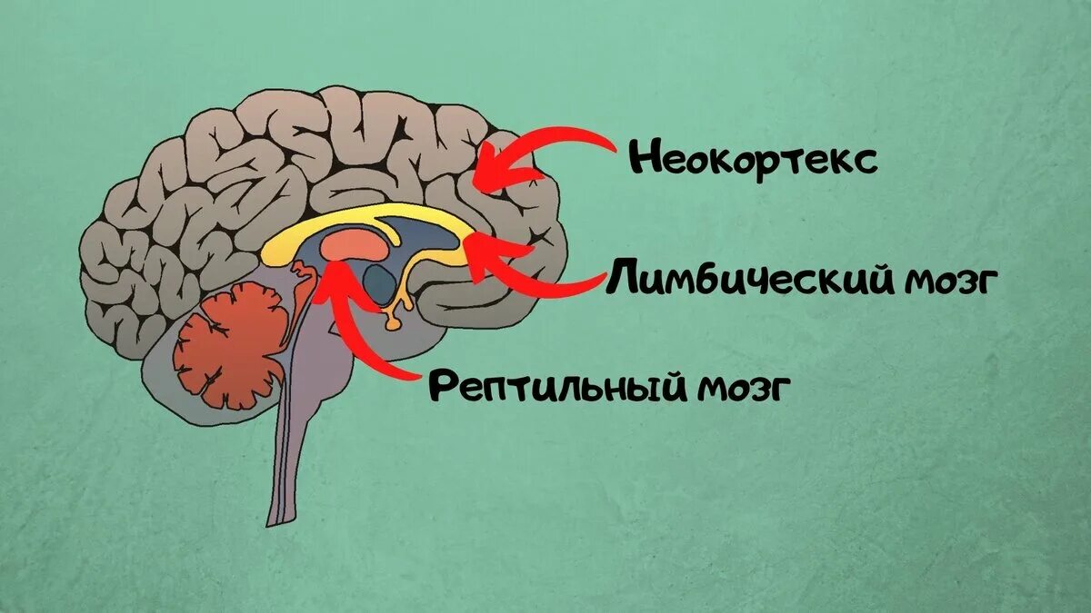 Неокортекс и лимбическая система. Триединая модель мозга Маклина. Рептильный мозг и лимбическая система. Мозг лимбическая система неокортекс рептильный мозг. Неокортекс это простыми словами