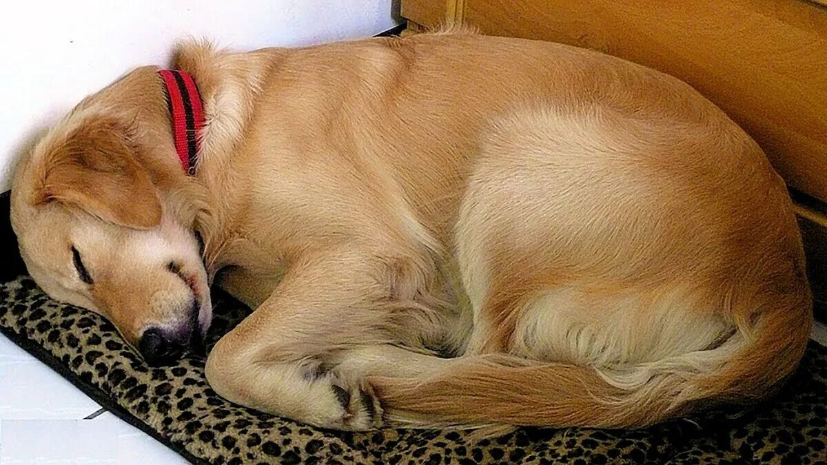Собака на руках во сне. Собака лежит.
