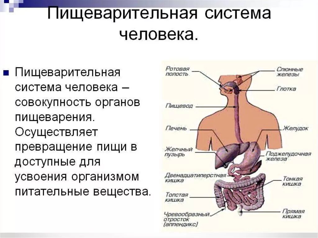Пищеварительная система какую работу. Органы пищеварительной системы человека. органы пищеварительной системы система анатомия. строение пищеварения человека. органы пищеварительной системы системы, строение, функции..