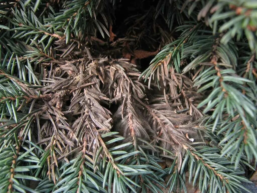 Елка с редкими иголками. Осыпавшаяся хвоя. Бурое шютте можжевельника. Осыпается хвоя на ели. Шютте на хвойниках.