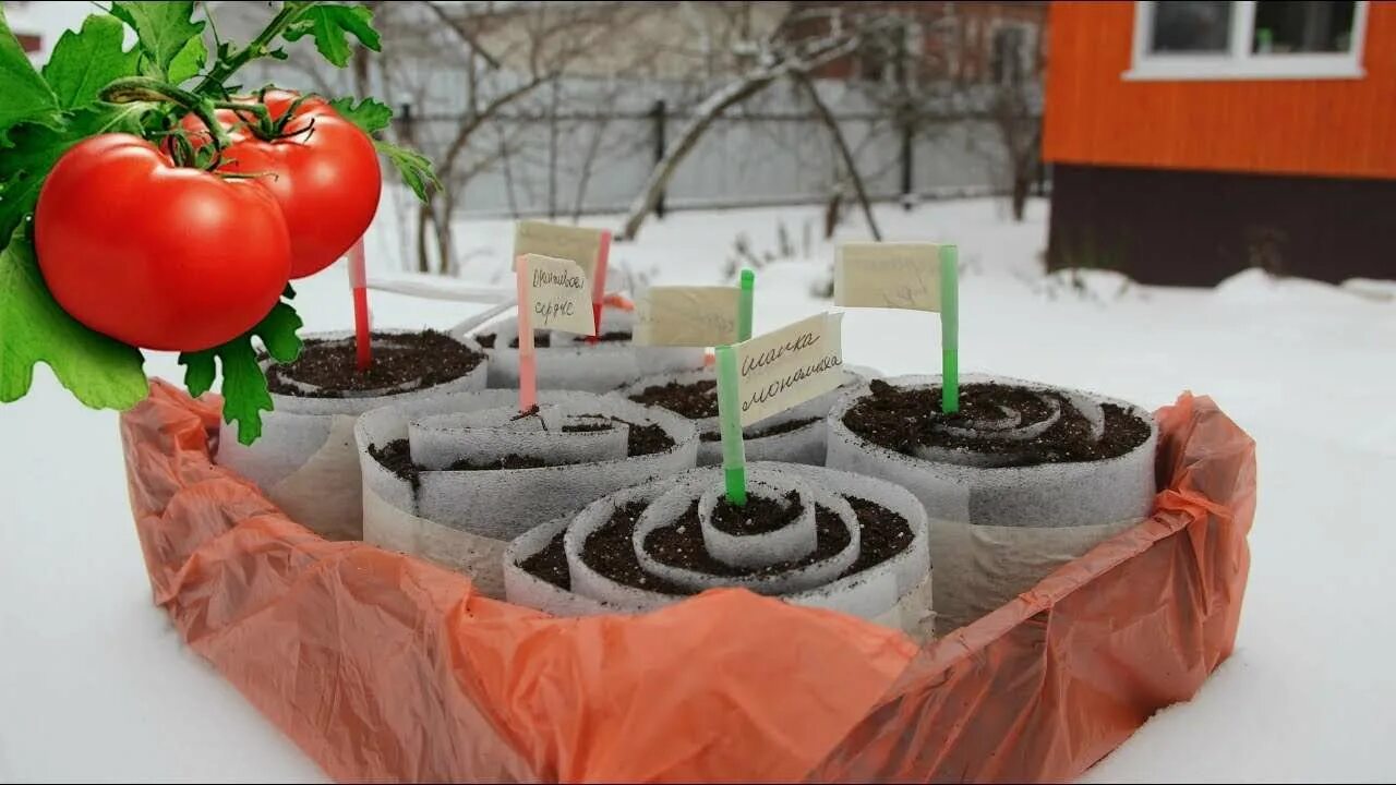 Как посадить томаты на рассаду в домашних. Рассада помидор. Сажаем помидоры на рассаду. Посев томатов на рассаду. Заморозки рассада.