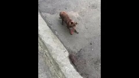 Скинул собаку