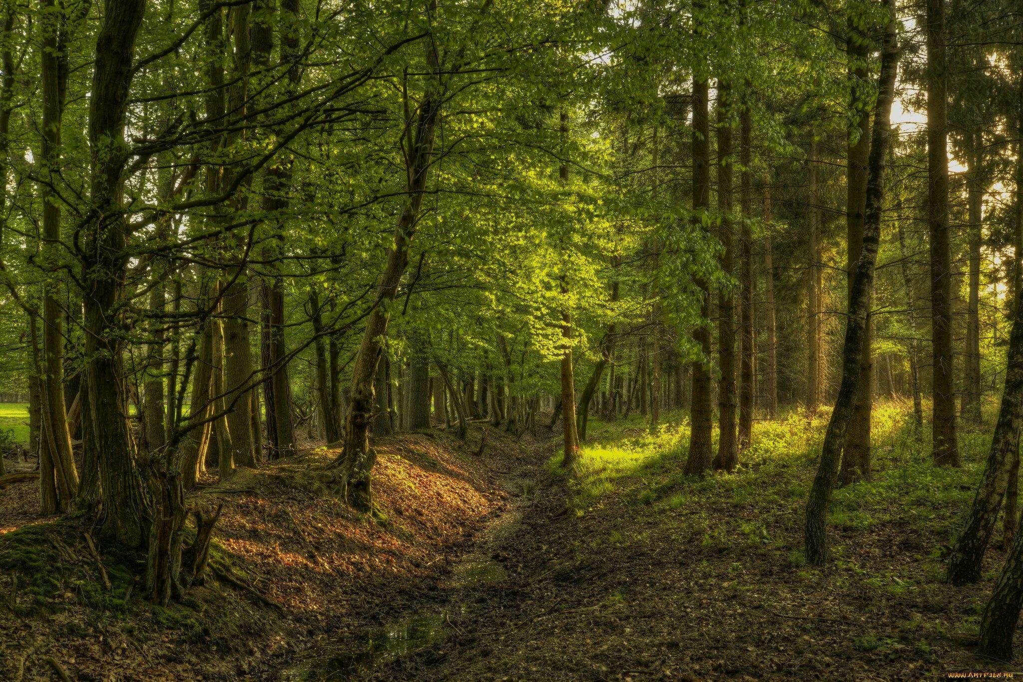 овраг в лесу. лесной покров. ручей в лесу. лесистая тропинка. алатанинский лес.