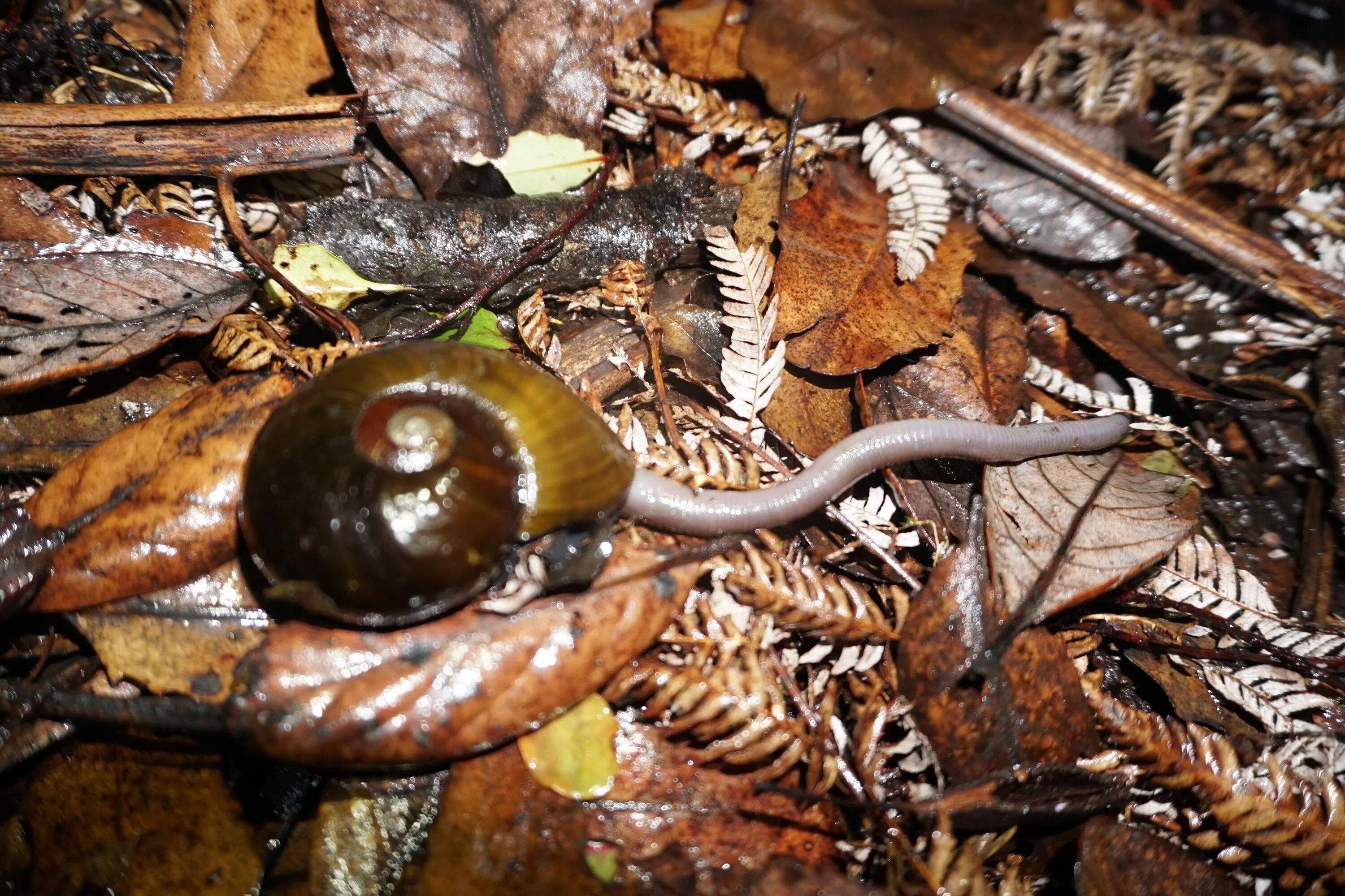 Улитка и дождевой червь. Powelliphanta улитка. гигантская плотоядная улитка. хищные улитки. хищные улитки которые едят червей.
