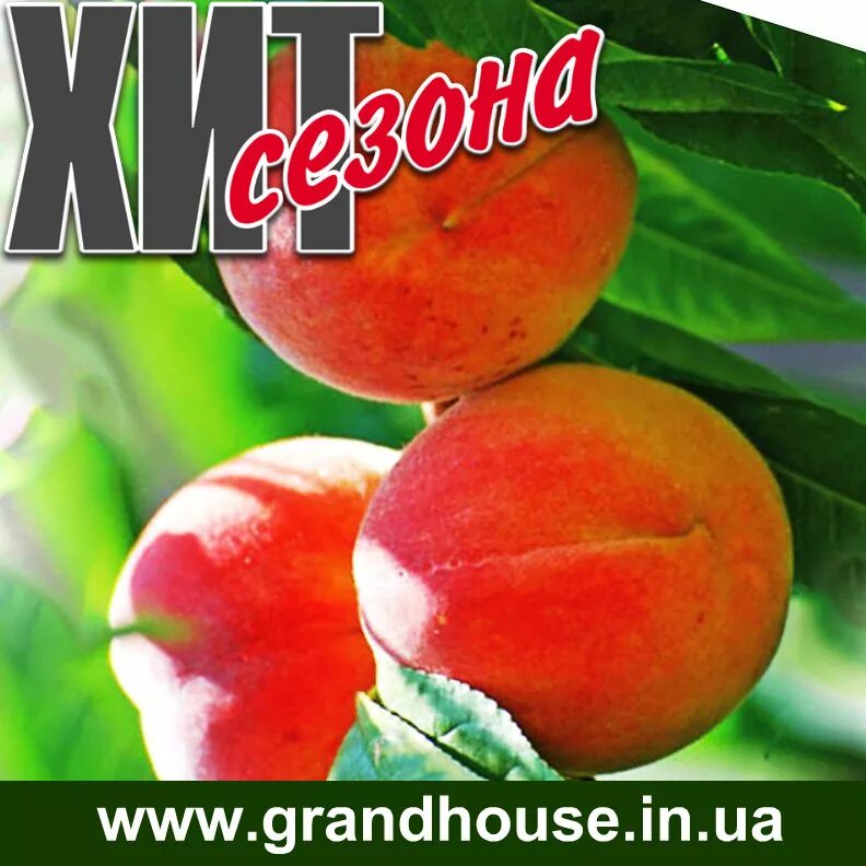 персик медовый. персик медовый описание. персик медовый описание. персик медовый. персик медовый описание.