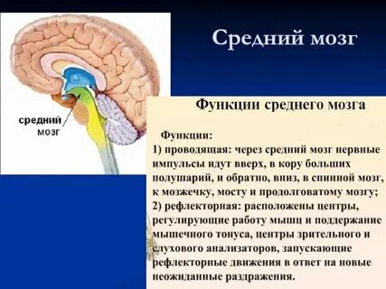 Строение и функции головного мозга кратко конспект