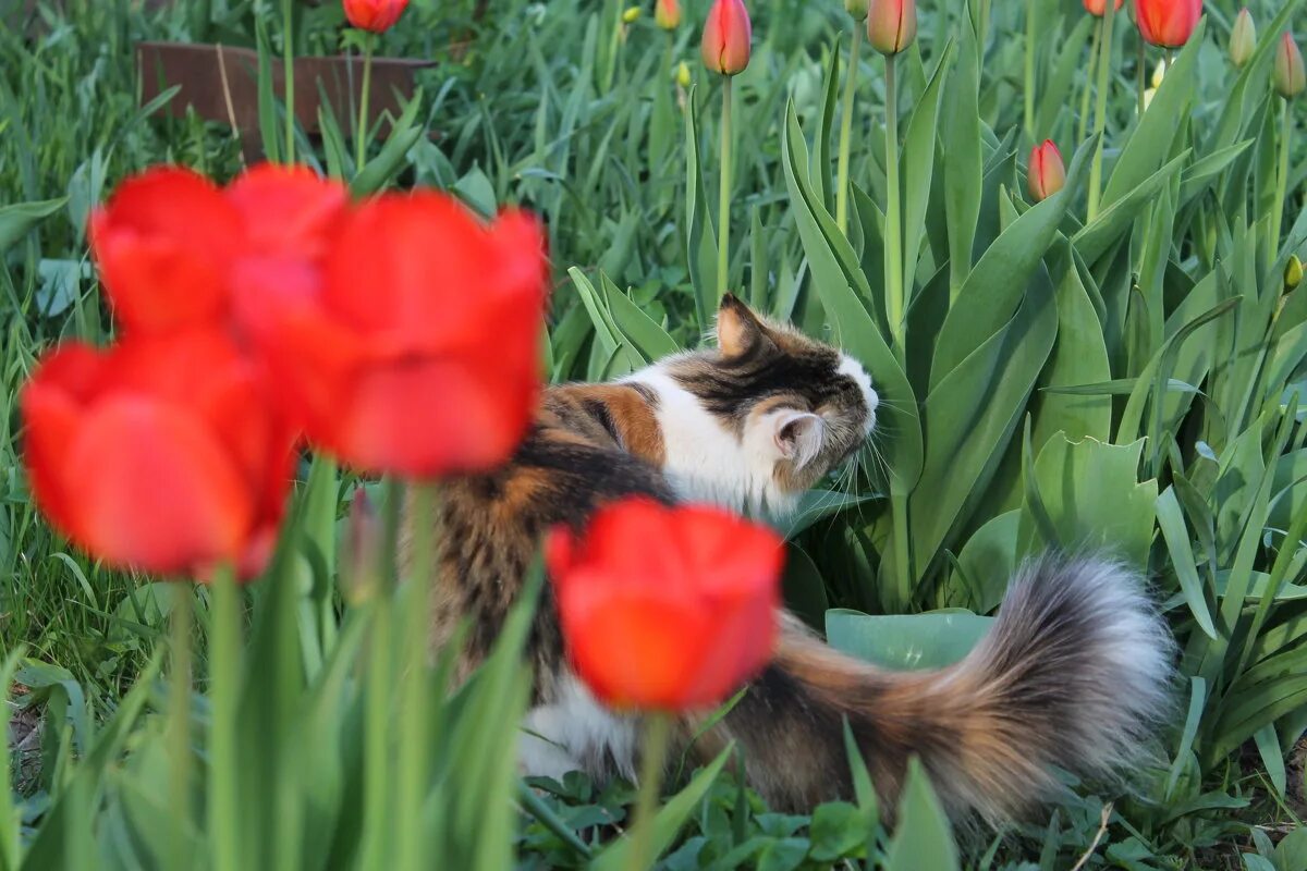Кошка с тюльпанами. Рыжий кот с тюльпанами. Весенний котик с тюльпаном. Кот с тюльпанами на пороге. Котик с тюльпанами