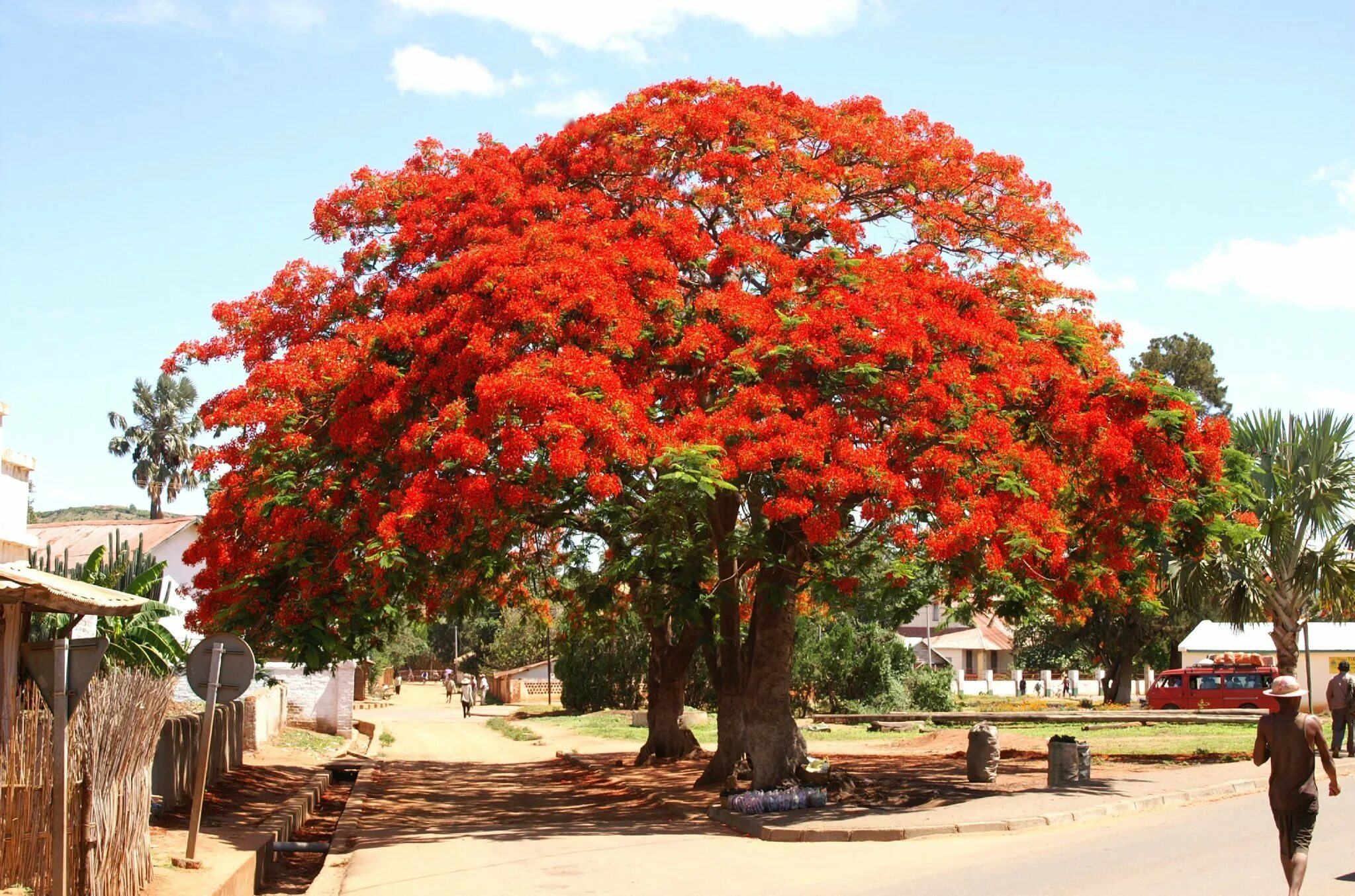 Красное дерево цвет. Огненное дерево делоникс королевский. Королевский делоникс бразилия. Дерево делоникс королевский. Страна красных деревьев.