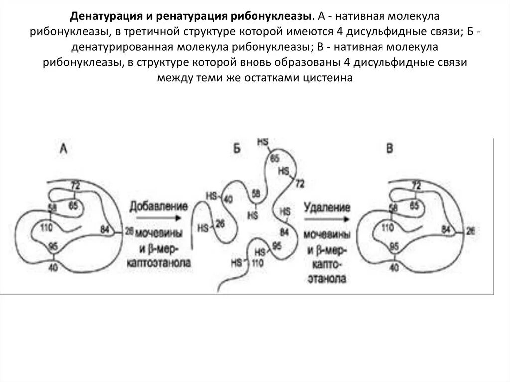 Третичная структура рибонуклеазы. Денатурация и ренатурация рибонуклеазы. Строение рибонуклеазы. Молекула рибонуклеазы. Третичную структуру белка стабилизируют