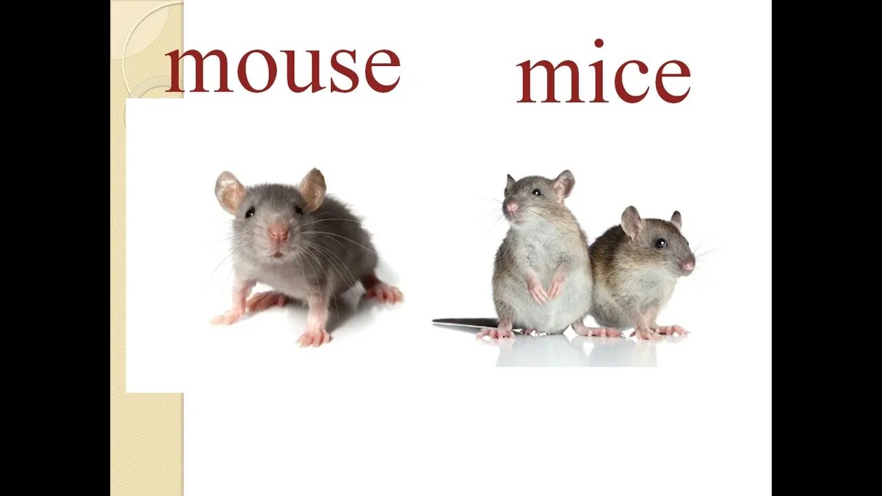 С английского на русский язык mice