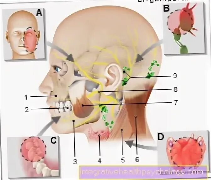 Боль за ухом слева. Болит затылок справа. Лимфоузлы околоушные схема. Невралгия нерва за ухом. Боль в затылке.