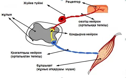 Қара және ақ эротикалық тұсқағаздар