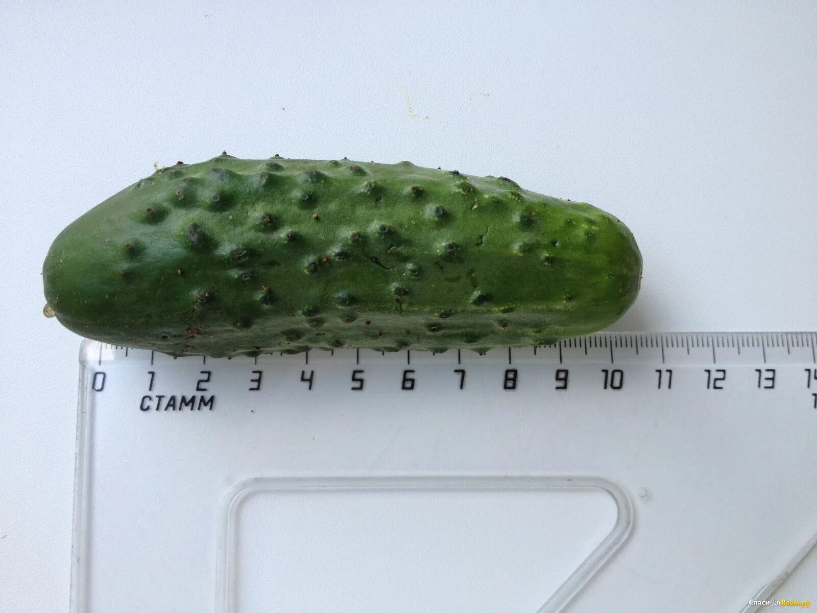 Семена огурца f1 лилипут. Огурец драгун f1. Сорта f1 гибрид. Огурец, аякс f1 гибрид. Сорта f1 гибрид.