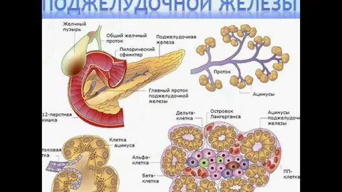 Поджелудочная выделяет пищеварительные ферменты