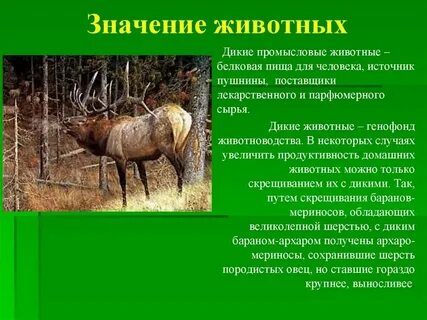 Научное сообщение о диких животных поисковые запросы