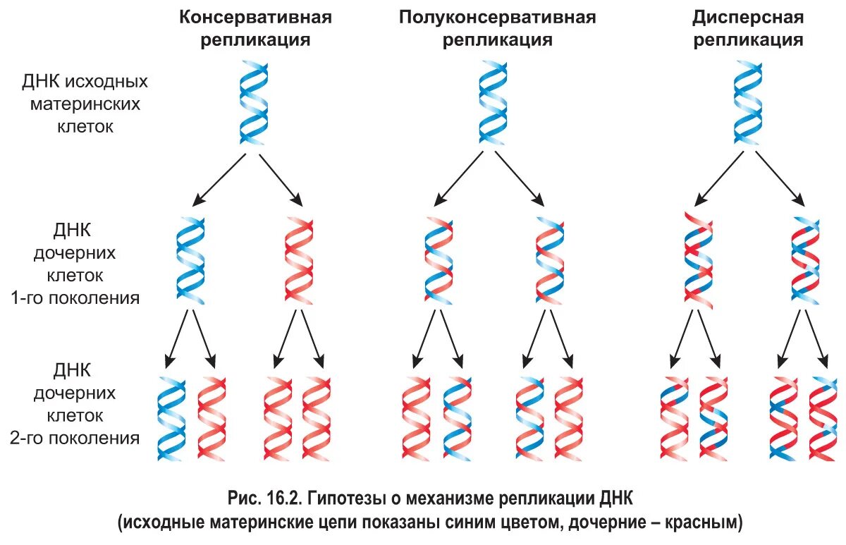 Днк это какие данные. Полуконсервативный механизм репликации ДНК. Схема полуконсервативной репликации ДНК. Дисперсионный механизм репликации ДНК. Репликация ДНК схема последовательность.