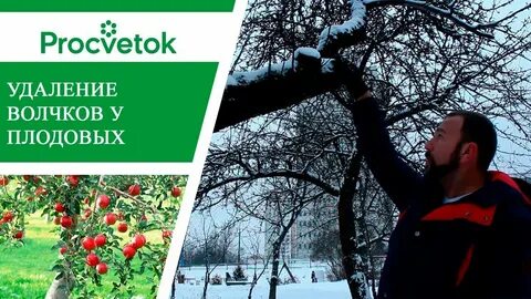Удаление волчков