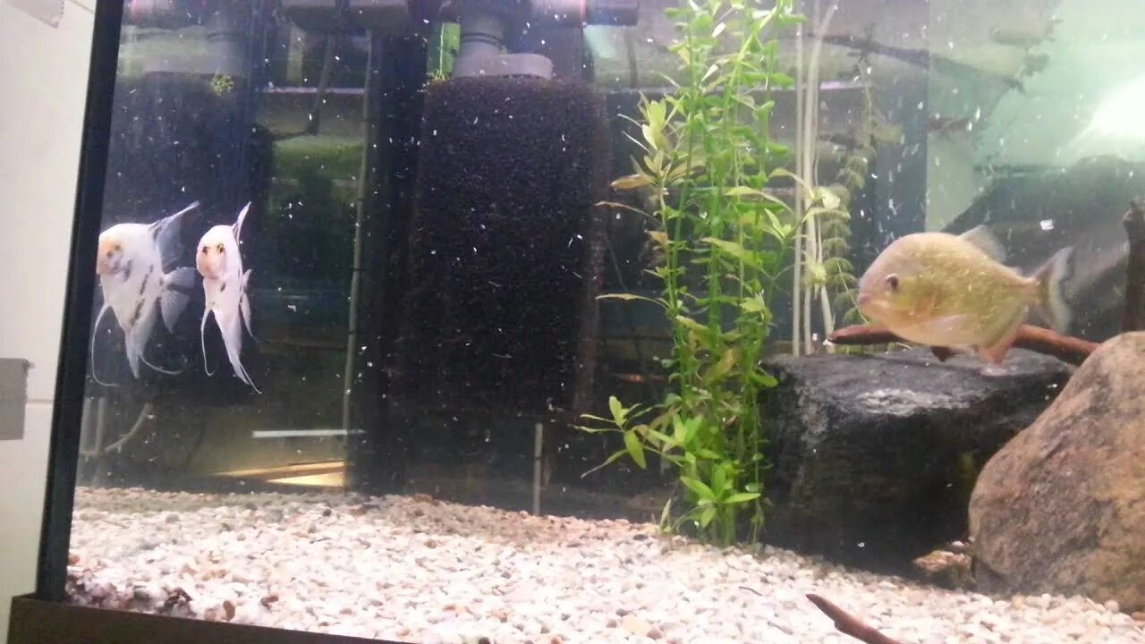 Съели скалярию