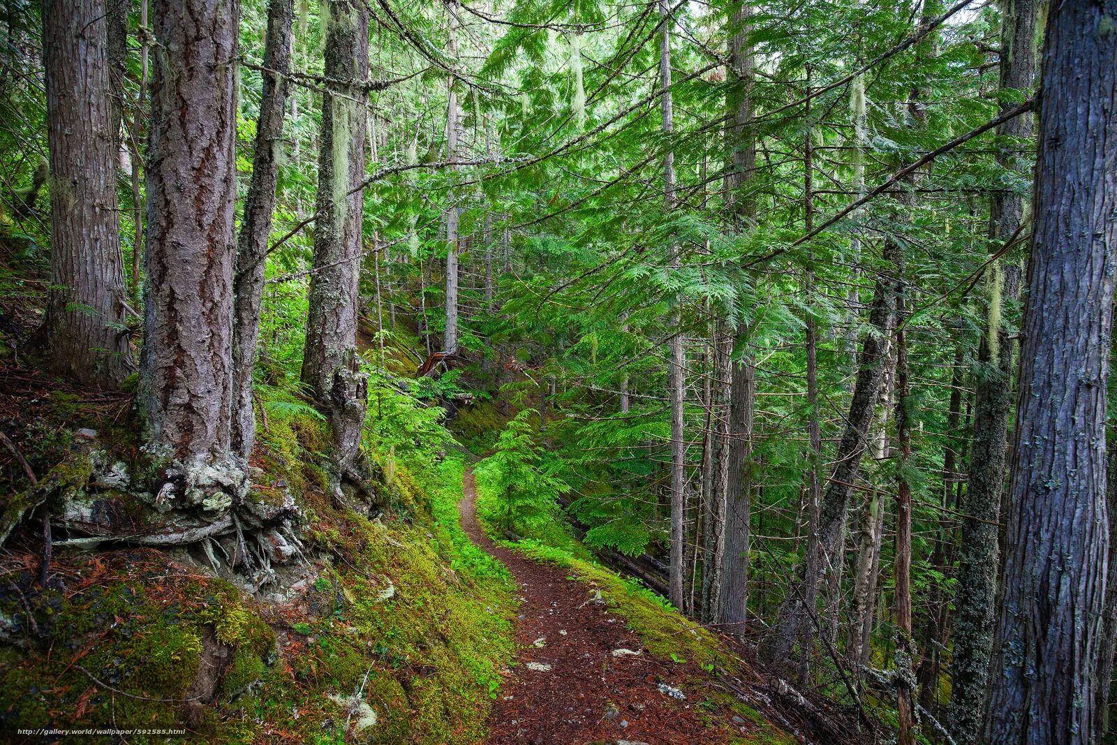 Дорога вдоль леса. Зимняя лесная дорога. Выделите сказуемые в предложениях тропа единственный путь. Лес сибирь тропы. Сосны вдоль дороги.