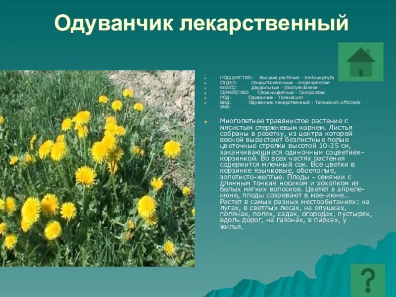 Рассказать о одуванчике. Одуванчик краткие сведения. Описание цветка одуванчика. Одуванчик полевой лекарственный. Одуванчик полевой обыкновенный.