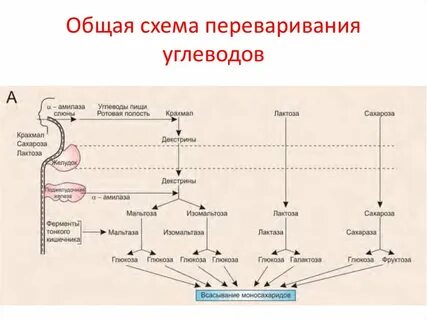 Обработка ферментами расщепление пищи