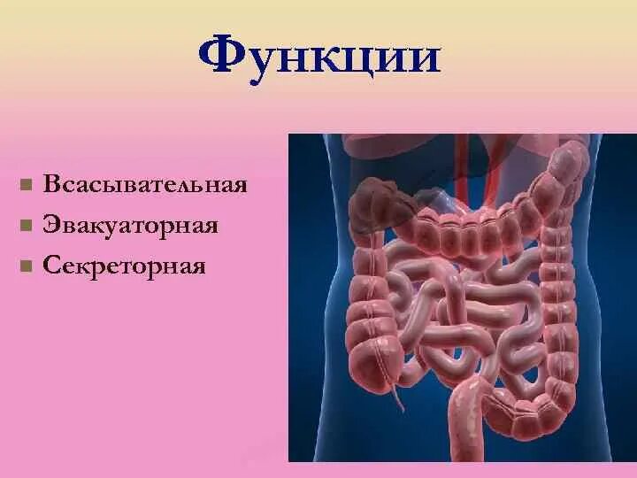 Толстая кишка человека функции. Функции толстой кишки в пищеварении. Пищеварение в толстом кишечнике функции.