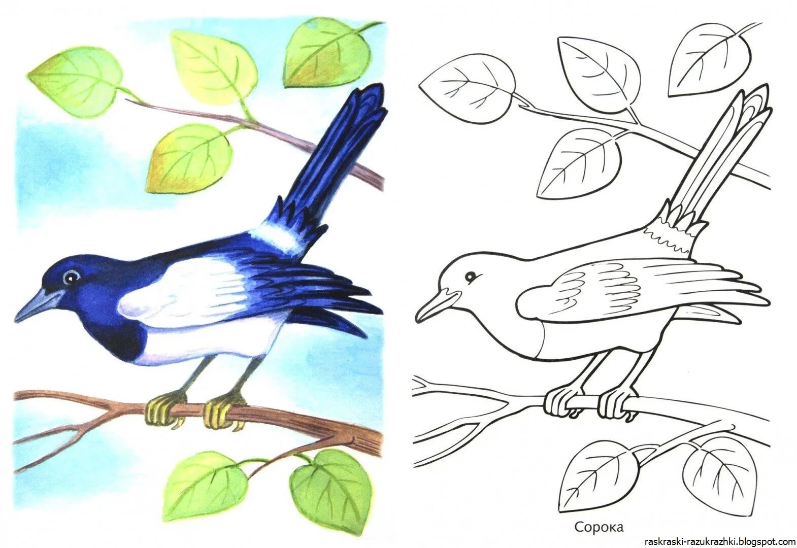 Перелетные птицы раскраски с названиями. Птица рисунок. Птицы раскраска для детей. Перелётные птицы картинки для детей раскраски. Зимующие птицы раскраски для детей.
