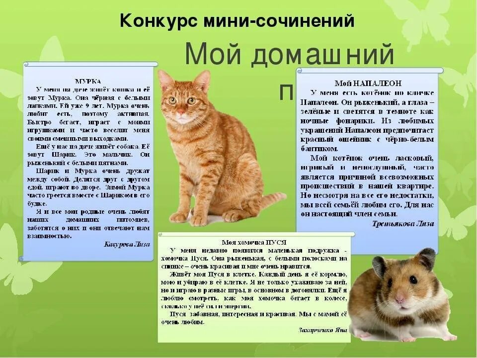 Рассказ о коте 2 класс. Сочинение мой питомец. Сочинение про животных. Сочинение про домашнего животного. Саченениодамашних-животных.