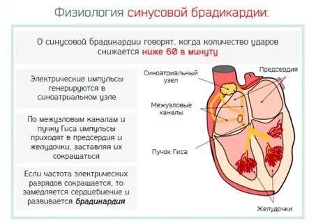 Редкий пульс причины что делать