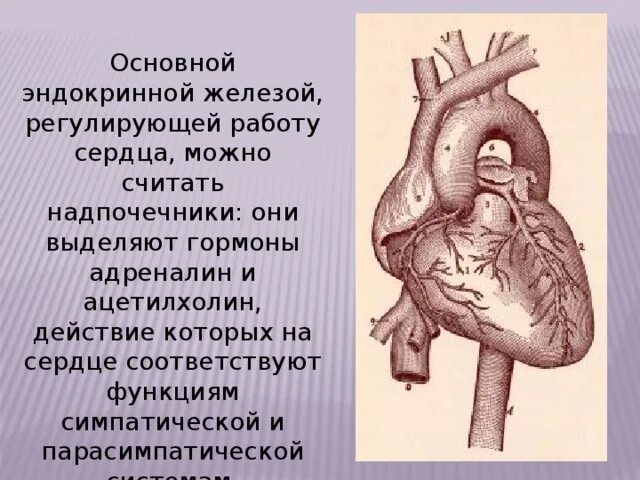 Железы регулирующие работу других желез. Чем защищено сердце. Что регулирует работу сердца?. Гормоны серд функции сердце. Что защищает сердце.