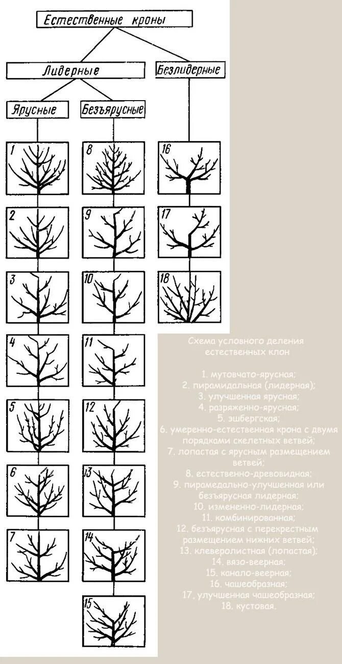 Обрезка плодовых деревьев осенью схема. Схема обрезки плодовых деревьев. схема обрезки плодовых деревьев весной. схема обрезки яблони весной. обрезание деревьев весной плодовых.