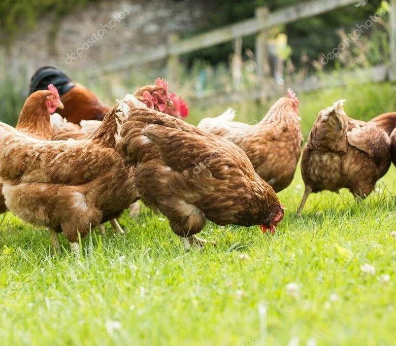 Купить кур несушек в ростовской. Ферма Ломан Браун. Куры. Сельскохозяйственные птицы. Куры несушки реклама.