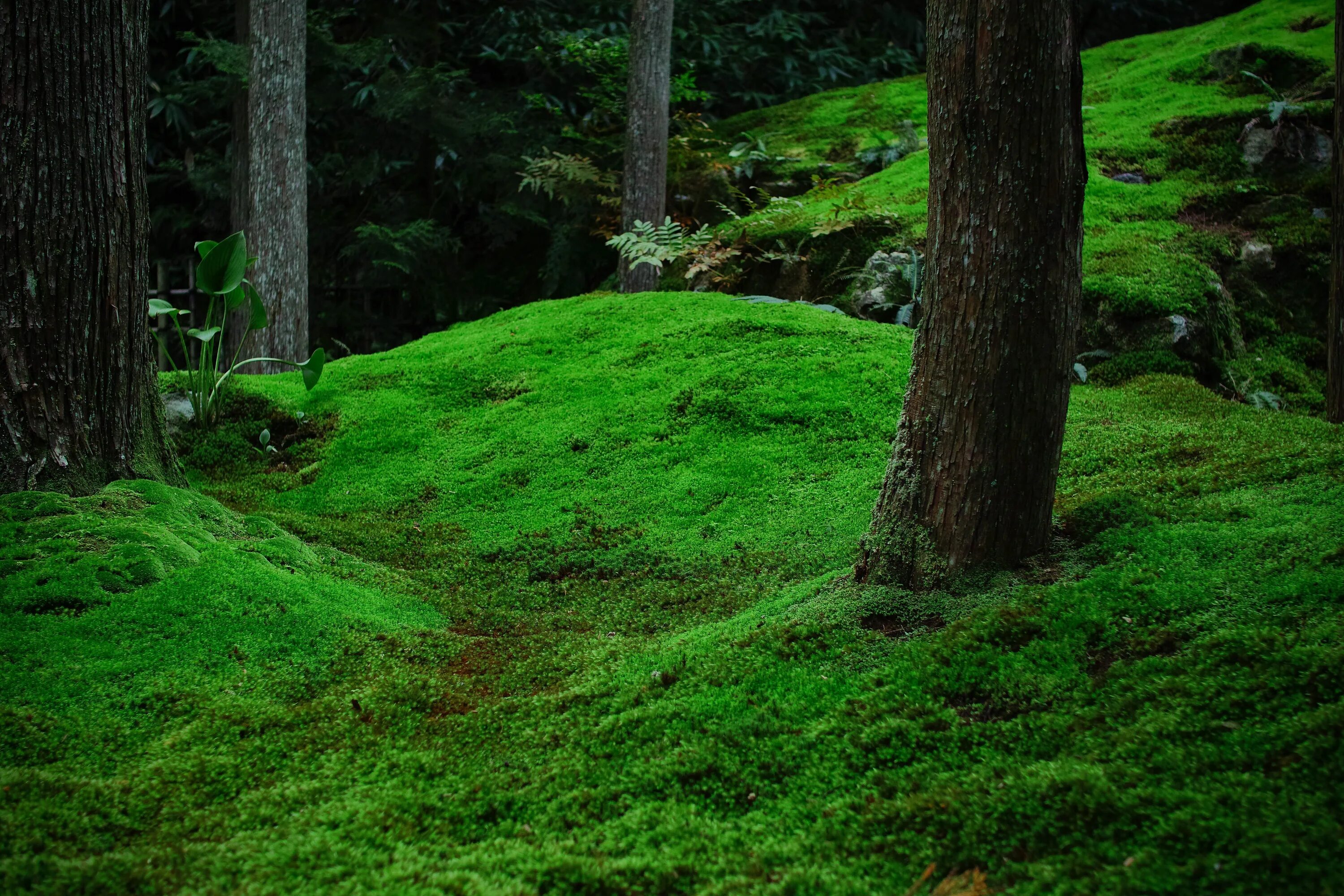 Мох в природе. Красивые леса. Моховидные растения сфагнум. Сосновый лес и сфагнум. Мистический мховый лес малайзия.