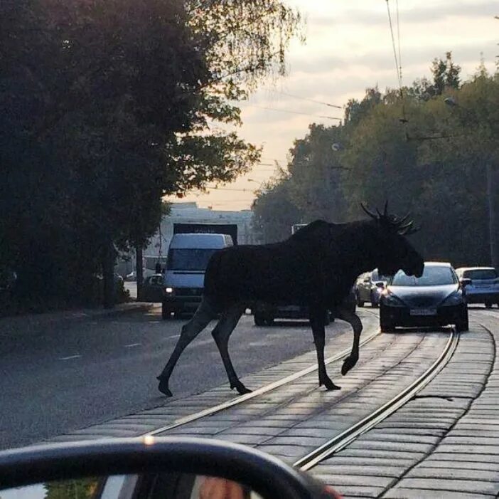 Лоси в парке Сокольники. Парк Сокольники лоси. Лось в парке Сокольники 2023. Лоси в парке Сокольники зимой. 4 лося в москве