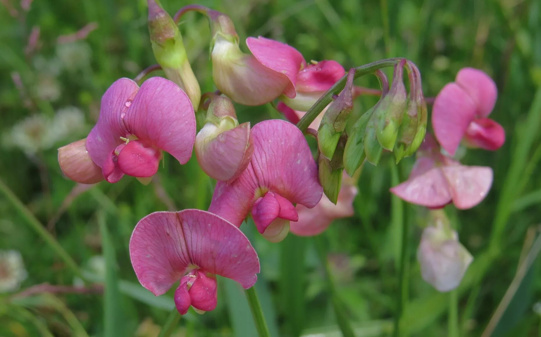 чина клубненосная семена. чина посевная - lathyrus sativus l. чина литвинова. га чина. га чина.