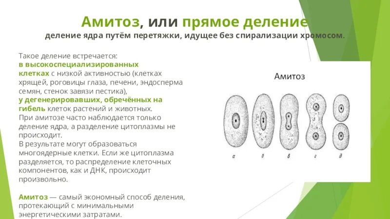 Прямой тип деления. Деление ядра клетки апоптоз амитоз митоз. митоз это деление ядра путем перетяжки. охарактеризуйте деление клеток путем амитоза.. амитоз фазы деления клетки.
