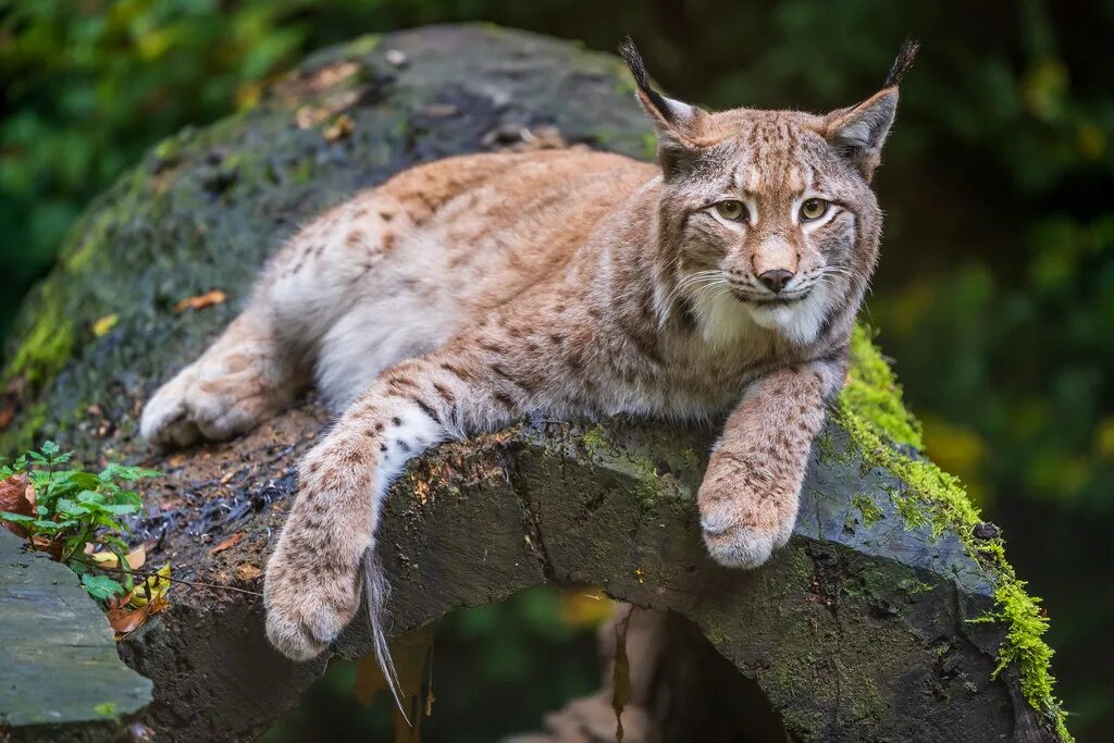 Рысь Линкс. Обыкновенная Рысь Lynx Lynx. Восточносибирская Рысь.