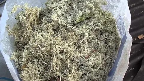 Баня какой мох
