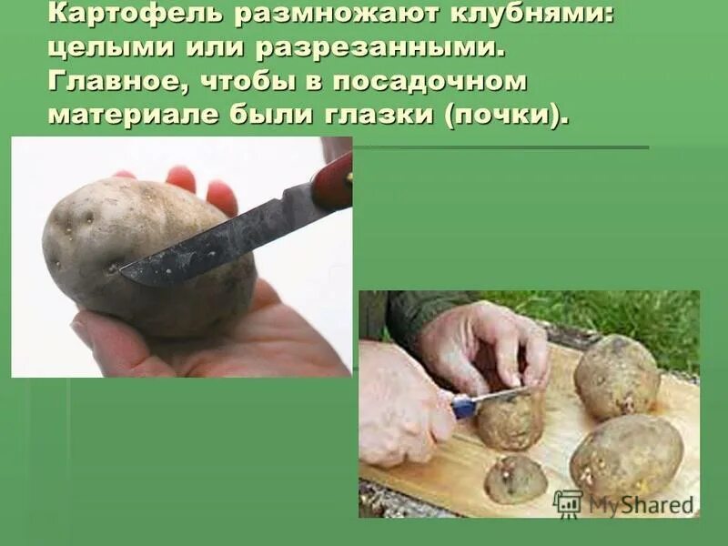 условия хранения картошки. экспериментатор произвел закладку клубней картофеля на зиму. клубень картофеля. экспериментатор произвел закладку клубней картофеля на зиму. посадка и обработка картофеля.