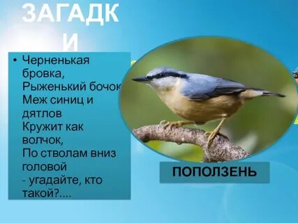 Синица зяблик жаворонок дятел ласточка поползень какие