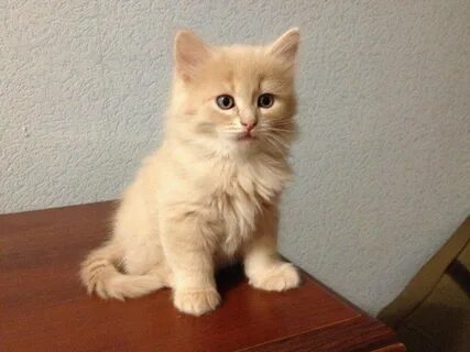 Персиковый котенок