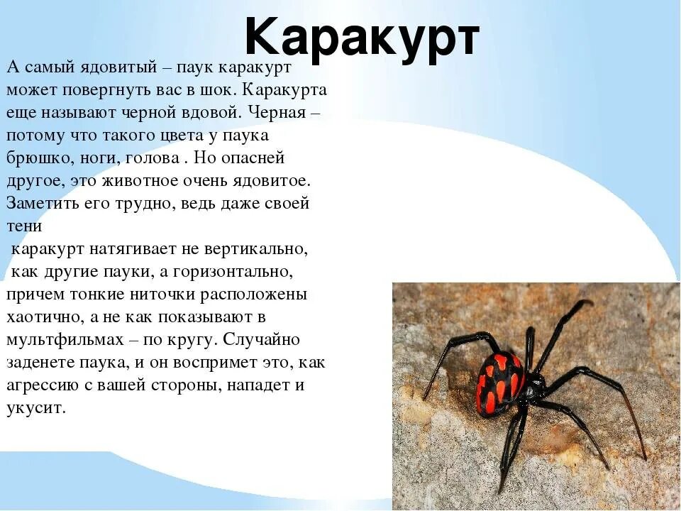 Паук какой класс животных. Ядовитый паук каракурт. каракурт паук описание. ядовитые животные доклад. доклад про ядовитых пауков.