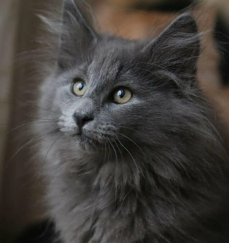 Pin on Cats Exotic cats, Nebelung cat, Nebelung