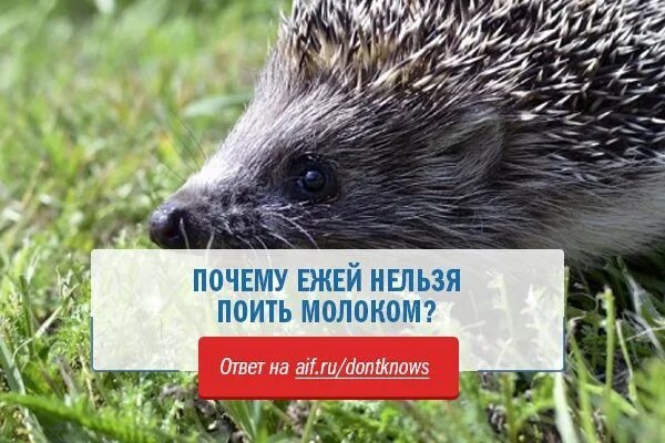 Еж пьет молоко. Ежи и молоко. Ёж молоко. Еж пьет молоко. Почему ёжикам нельзя давать молоко.